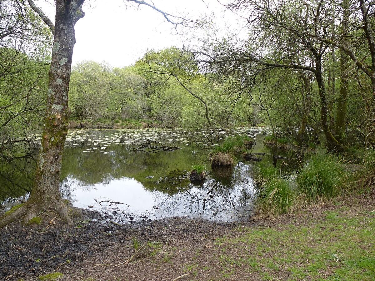 Étang de la Forêt (Brandivy)