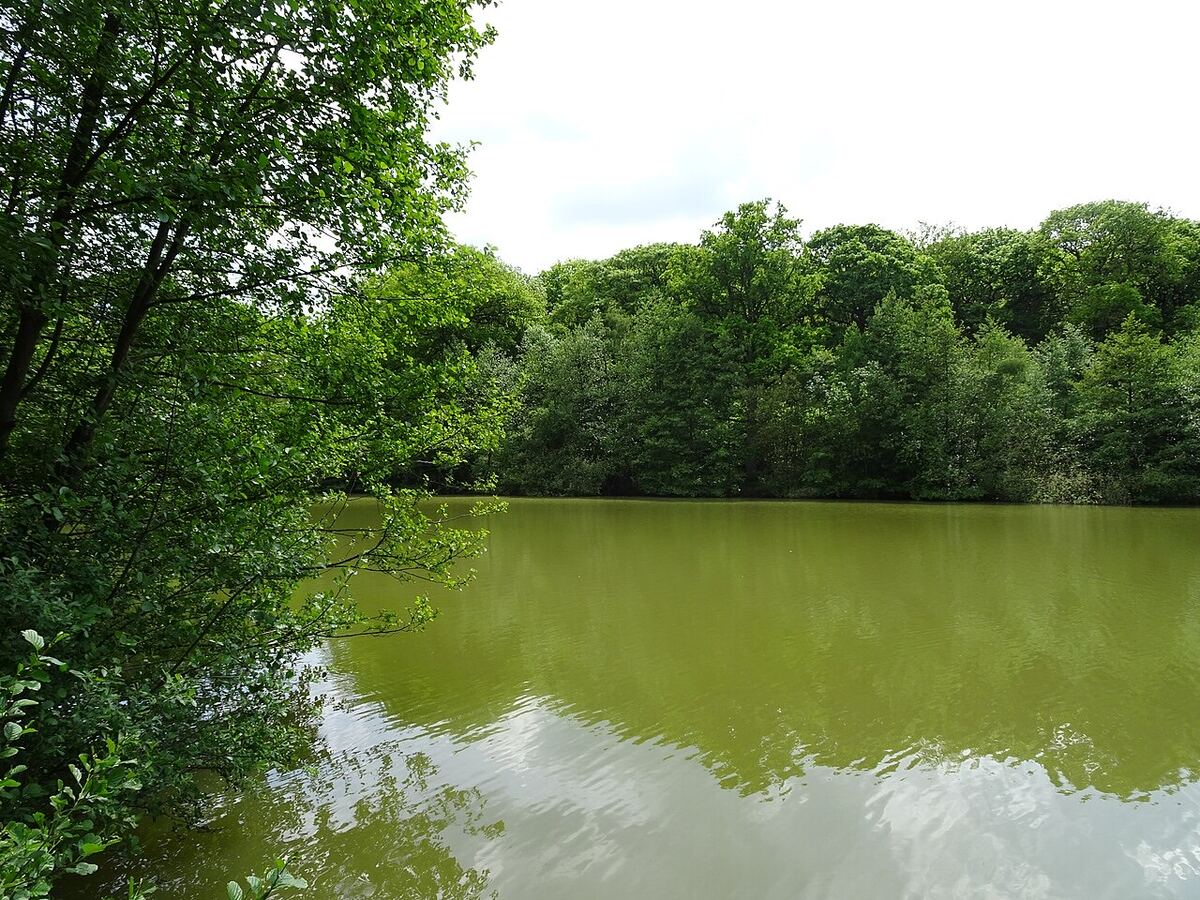 Étang d'Harchelles