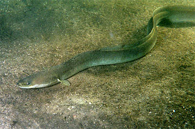 Anguille (Anguilla anguilla), photographie de l'espèce