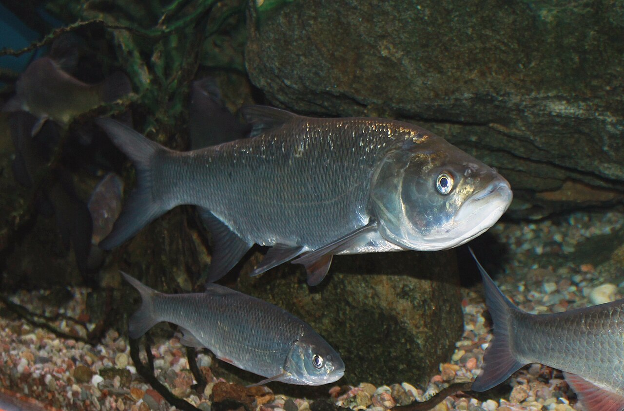 Aspe (Leuciscus aspius), photographie de l'espèce