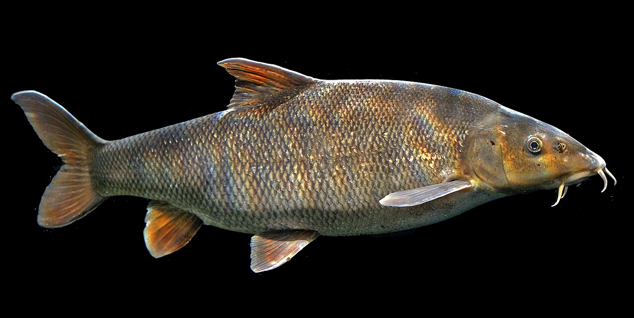 Barbeau (Barbus barbus), photographie de l'espèce