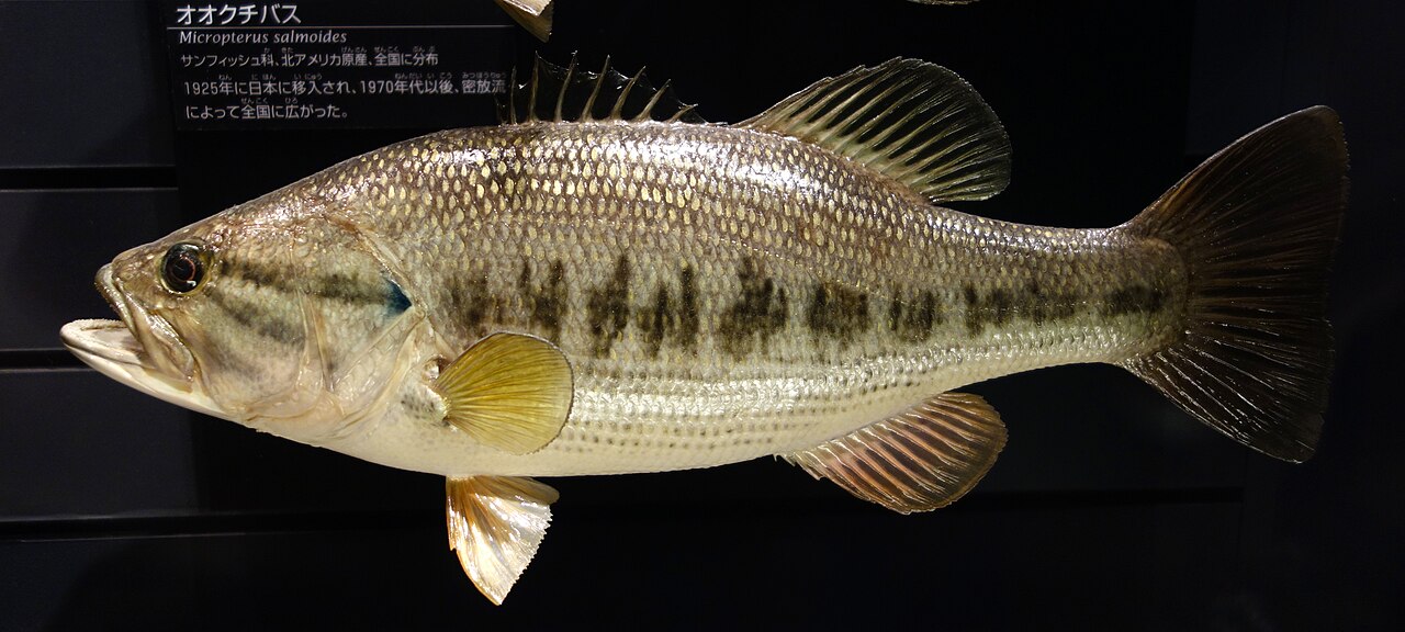 Black-bass (Micropterus salmoides), photographie de l'espèce