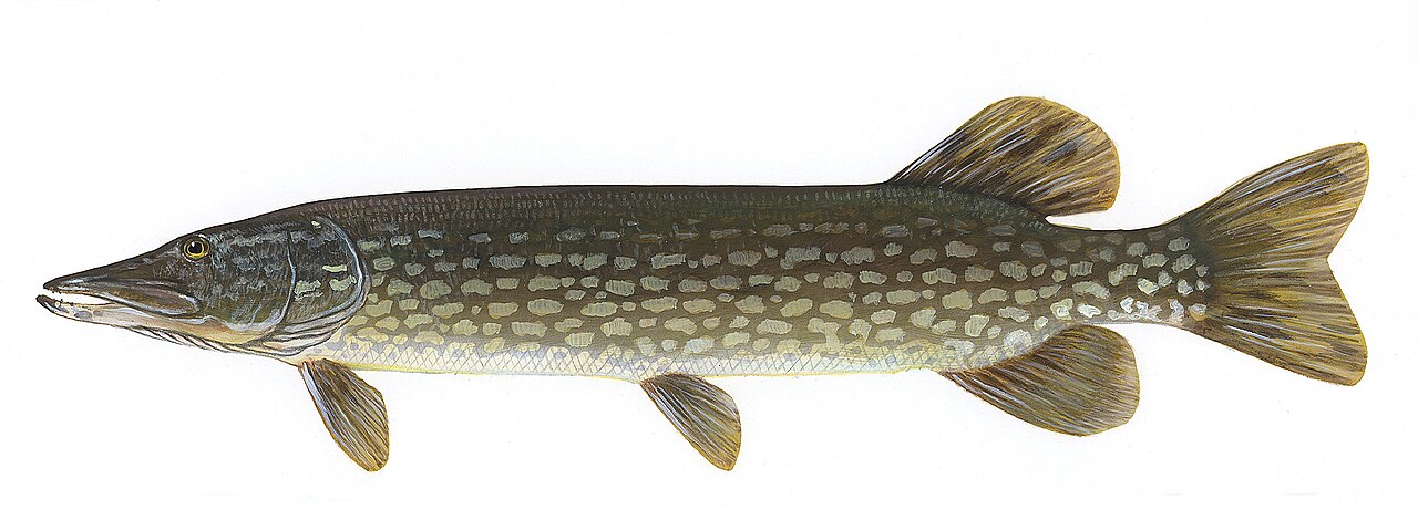 Brochet (Esox lucius), photographie de l'espèce