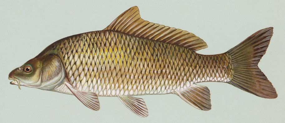 Carpe (Cyprinus carpio), photographie de l'espèce