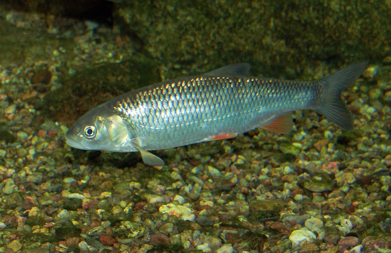 Chevesne (Squalius cephalus), photographie de l'espèce