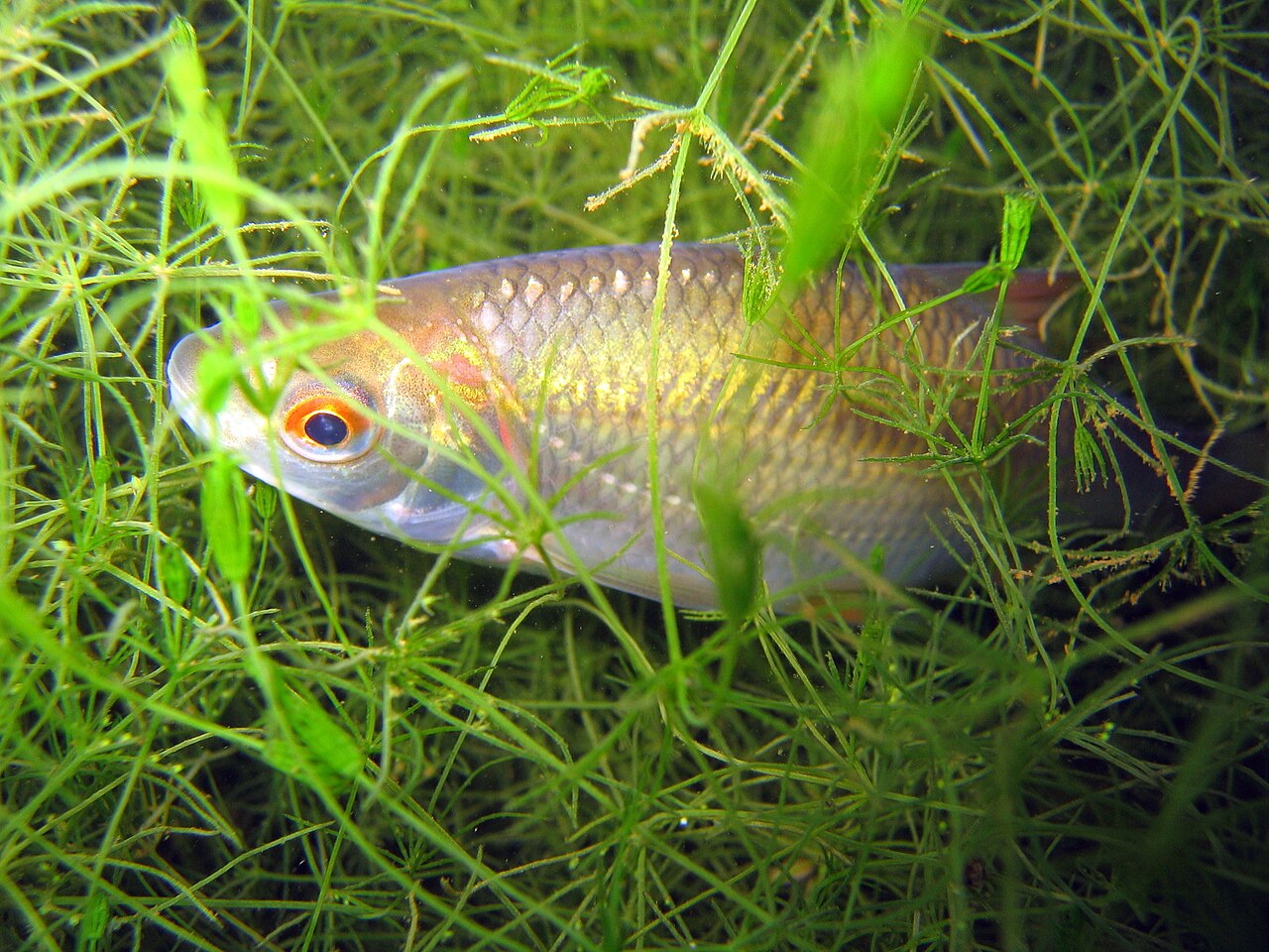 Gardon (Rutilus rutilus), photographie de l'espèce