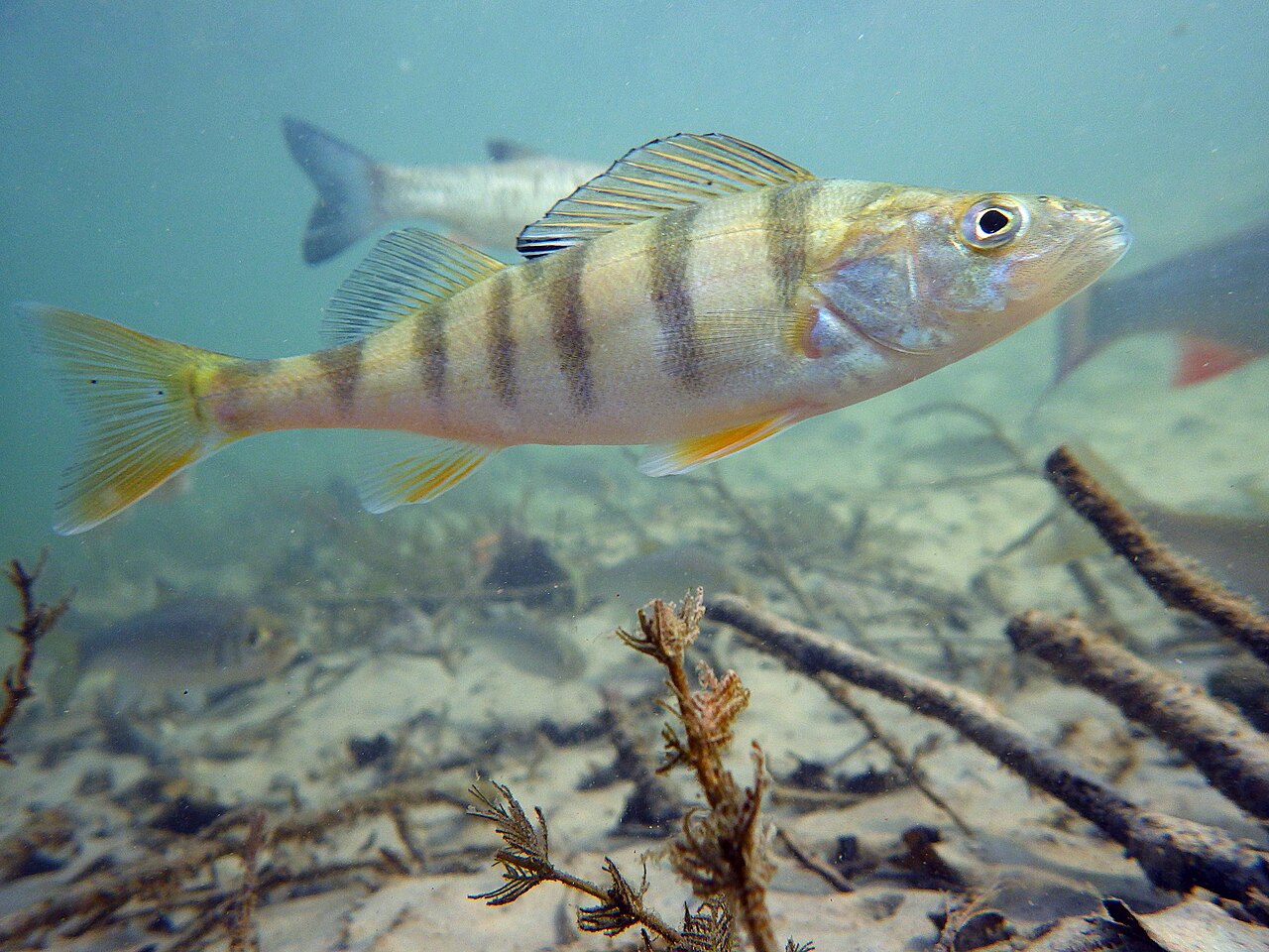 Perche (Perca fluviatilis), photographie de l'espèce