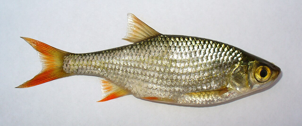 Rotengle (Scardinius erythrophthalmus), photographie de l'espèce