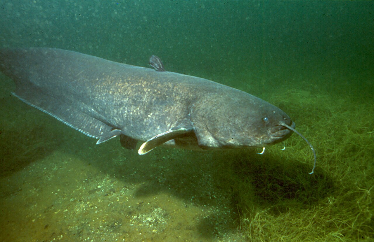 Silure (Silurus glanis), photographie de l'espèce