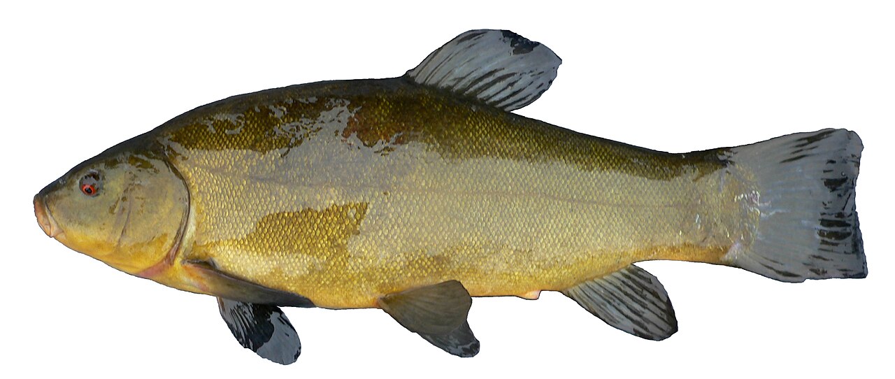 Tanche (Tinca tinca), photographie de l'espèce
