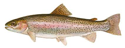 Truite arc-en-ciel (Oncorhynchus mykiss), photographie de l'espèce