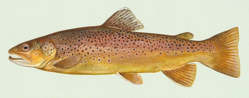 Truite fario (Salmo trutta), photographie de l'espèce